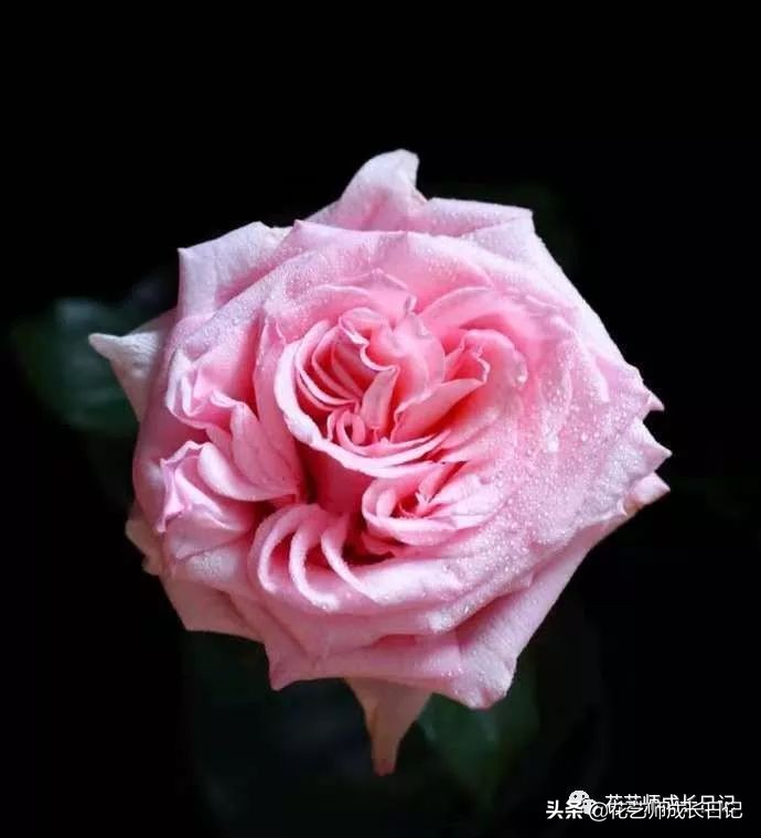 苏醒玫瑰是什么颜色（10款粉色玫瑰品种介绍）