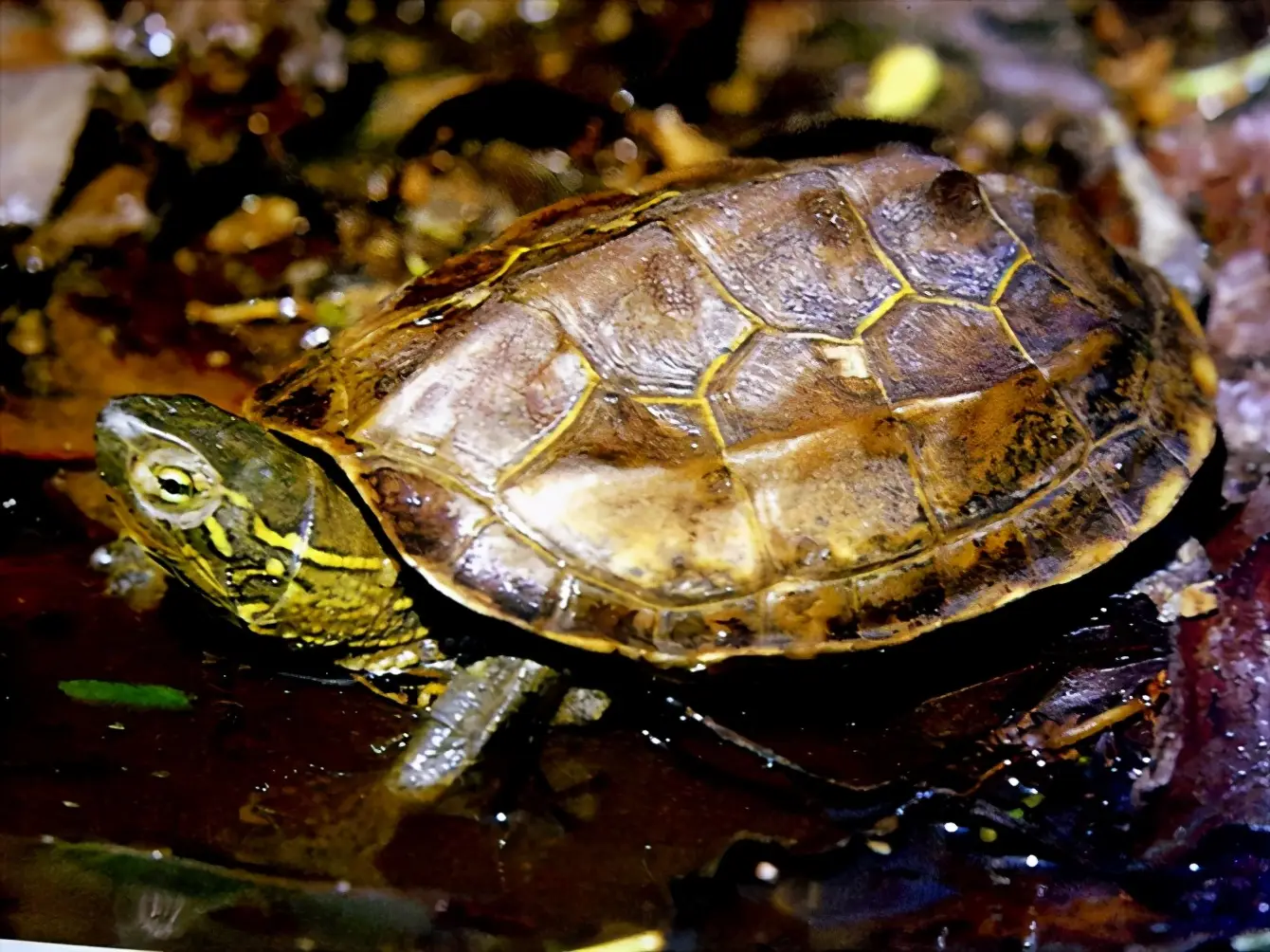 乌龟的种类图片及名称（乌龟的品种图片）