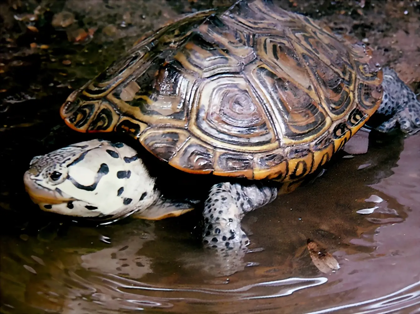 乌龟的种类图片及名称（乌龟的品种图片）