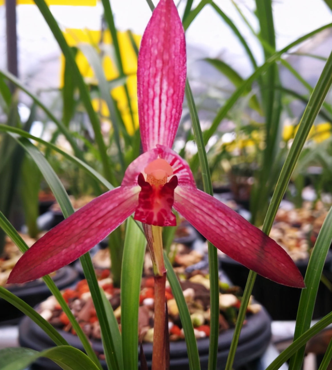 此蘭被譽為春蘭十大紅素之一 花色豔麗 蘭香濃郁 現在很便宜 Me前沿