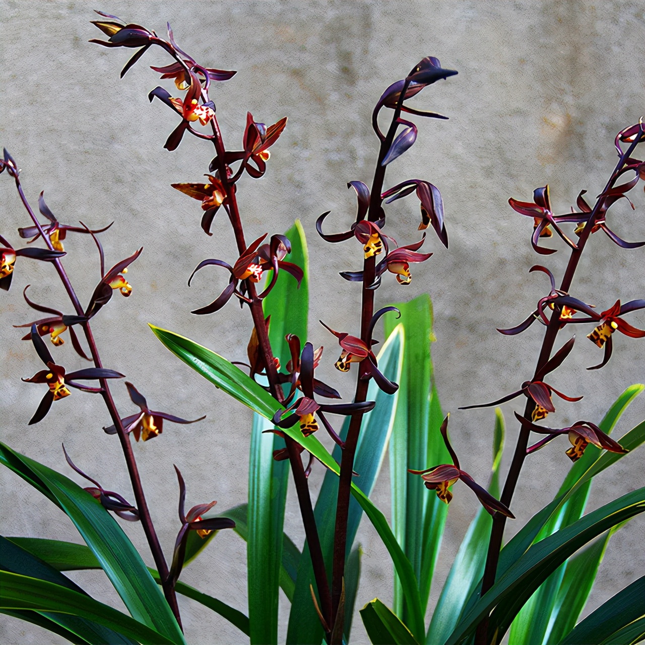 冬天养墨兰5个"小方法",花箭窜到一米高,春节开成"报岁花"