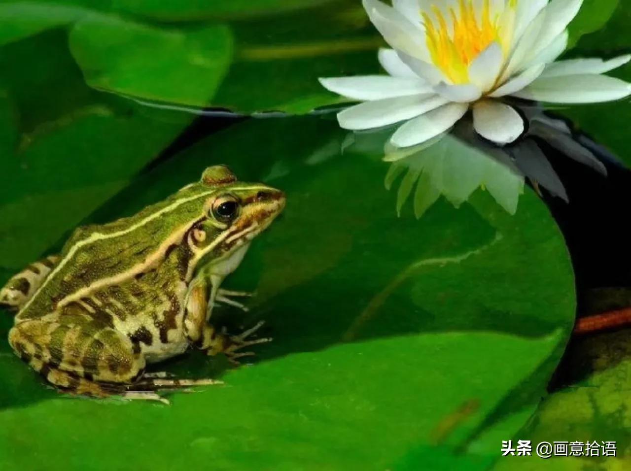 诗词鉴赏｜骄阳炙热昼绵长，树下林荫宜纳凉