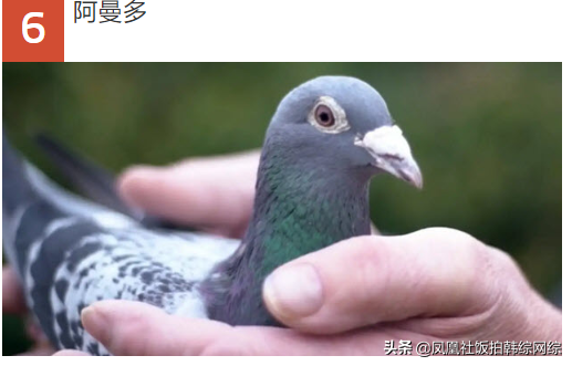十大最值钱的甲虫（TOP10十大价值最昂贵的动物）