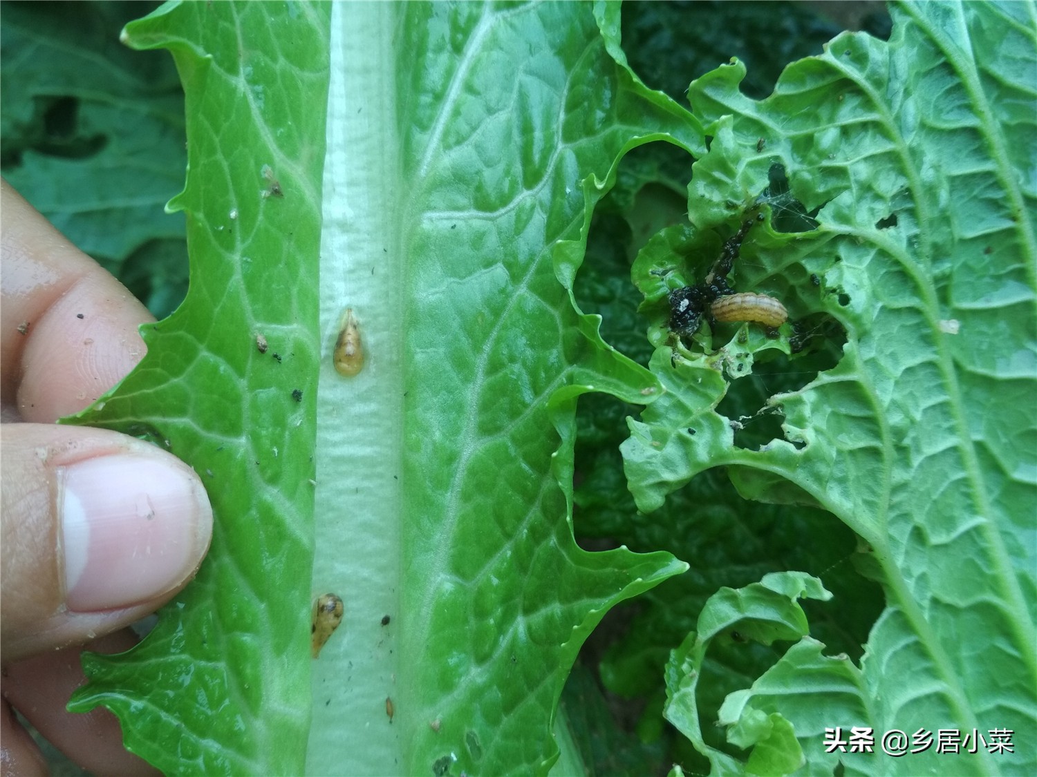 天暖害蟲多,冬天青白菜遭蛾類害蟲啃破爛,通過抓蟲等多方面防治