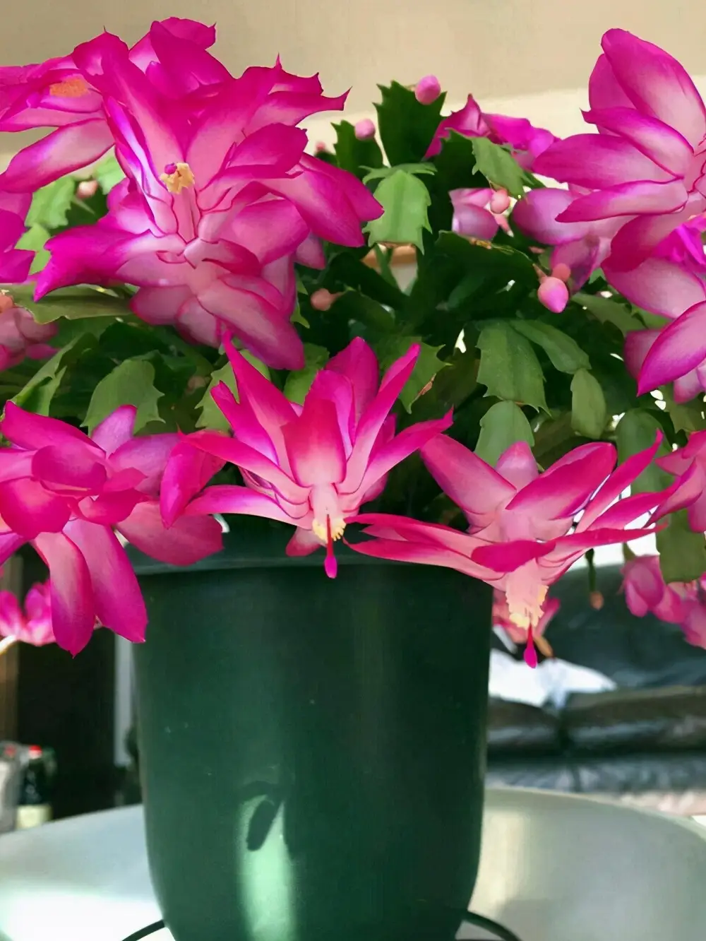 蟹爪兰的养殖方法和注意事项（蟹爪兰用什么肥料最好）