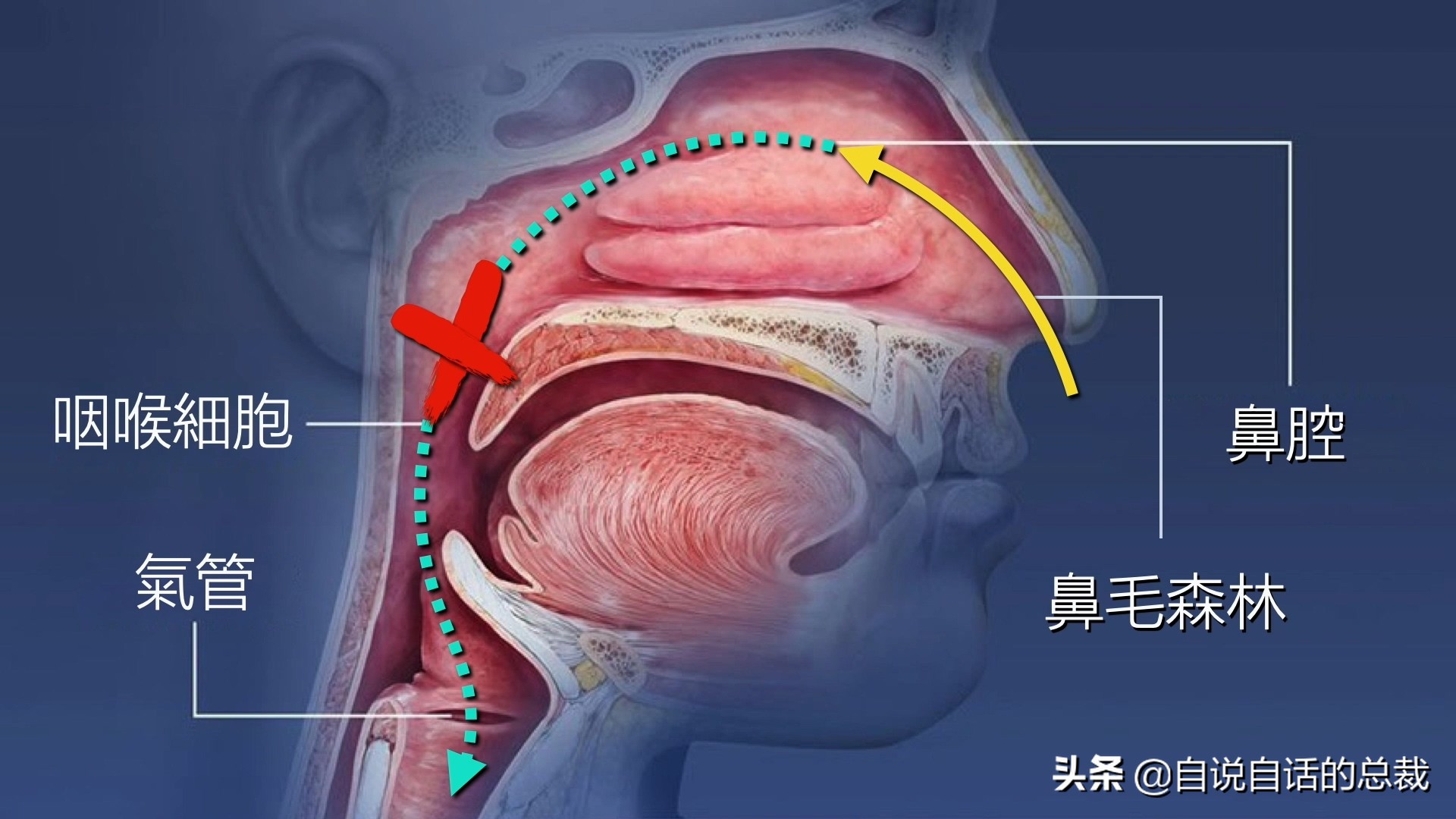 当你爆发过敏性鼻炎时，这就是你体内发生的故事
