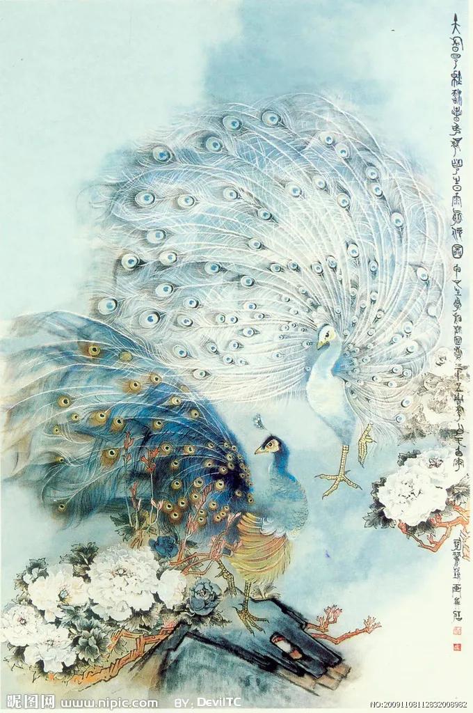 高贵,冷艳的白孔雀