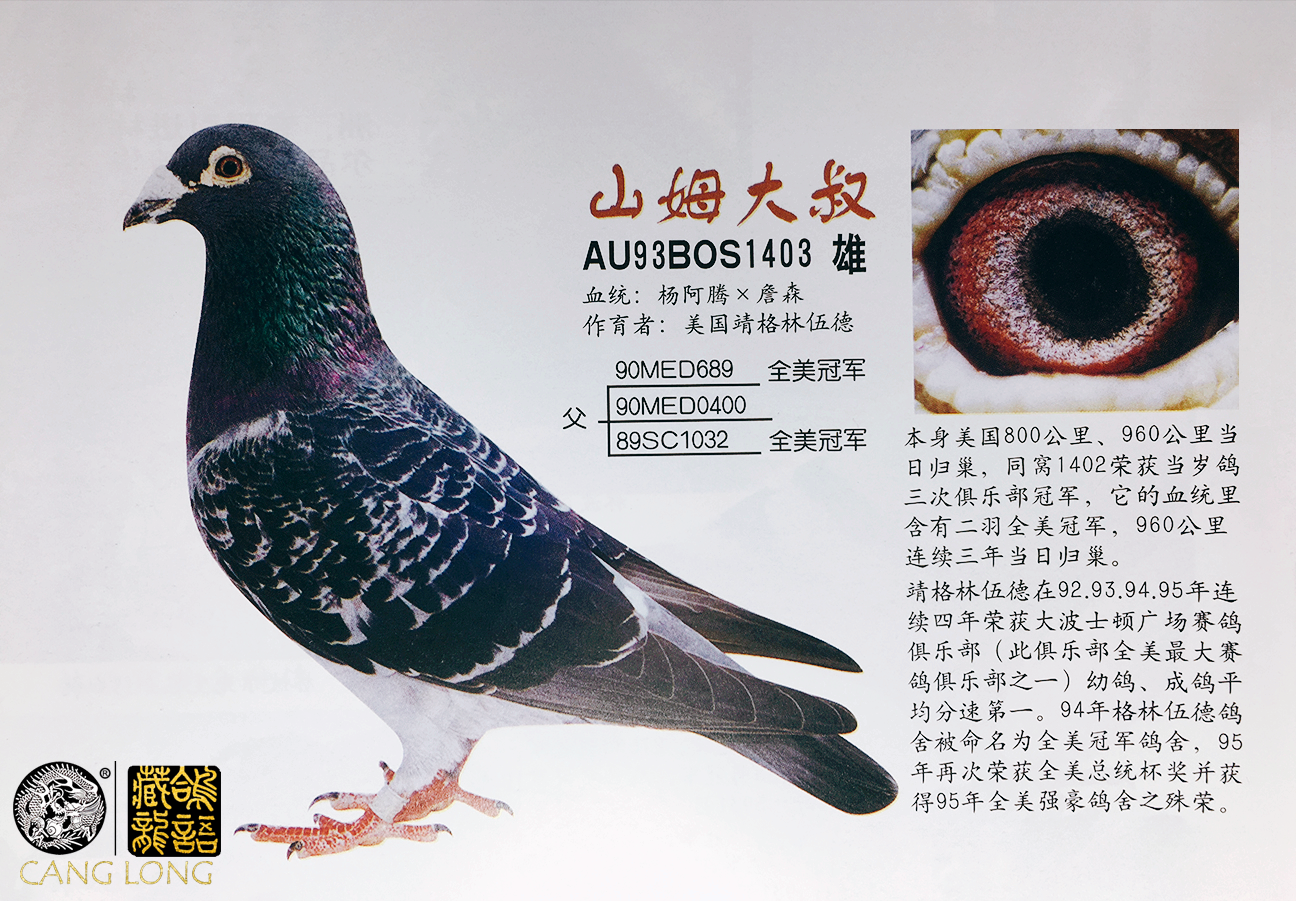 用哪个血统做主种鸽,用哪个血统做配组种鸽?主种鸽的血统纯度够不够?