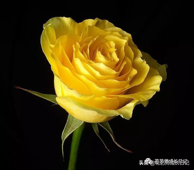 黄玫瑰花代表什么含义(10种黄色玫瑰品种介绍)