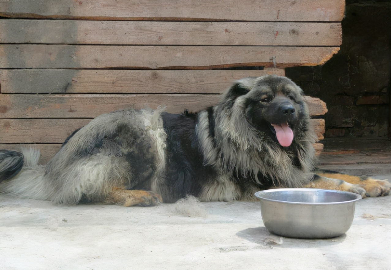 高加索犬圖片,高加索犬圖片價(jià)格