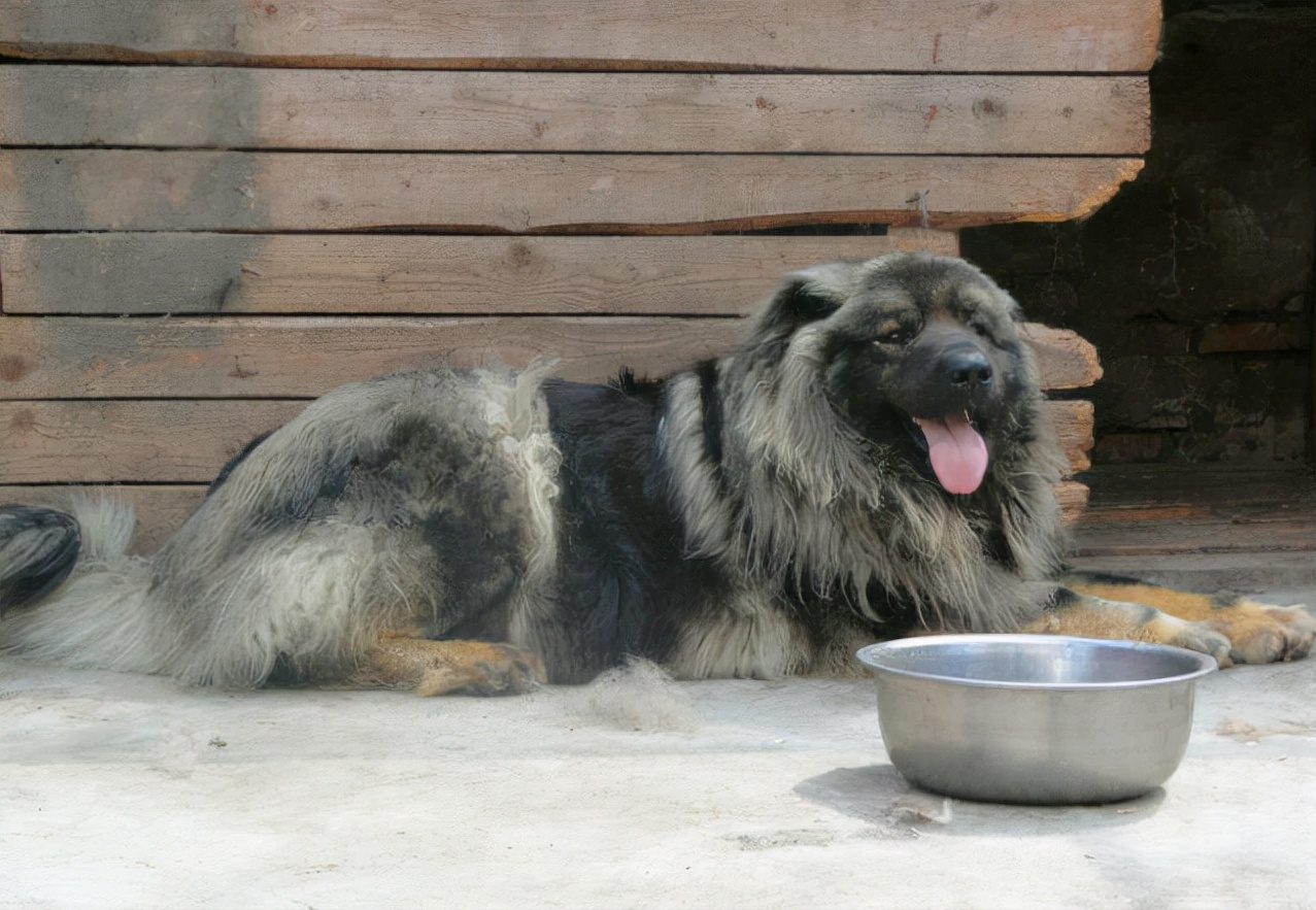 高加索犬图片,高加索犬图片价格