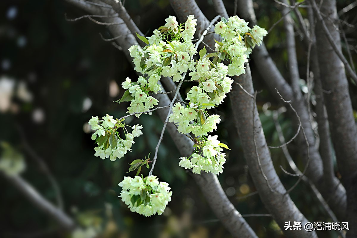 日本樱花文化（内涵揭秘日本樱花文化背后的冷知识）