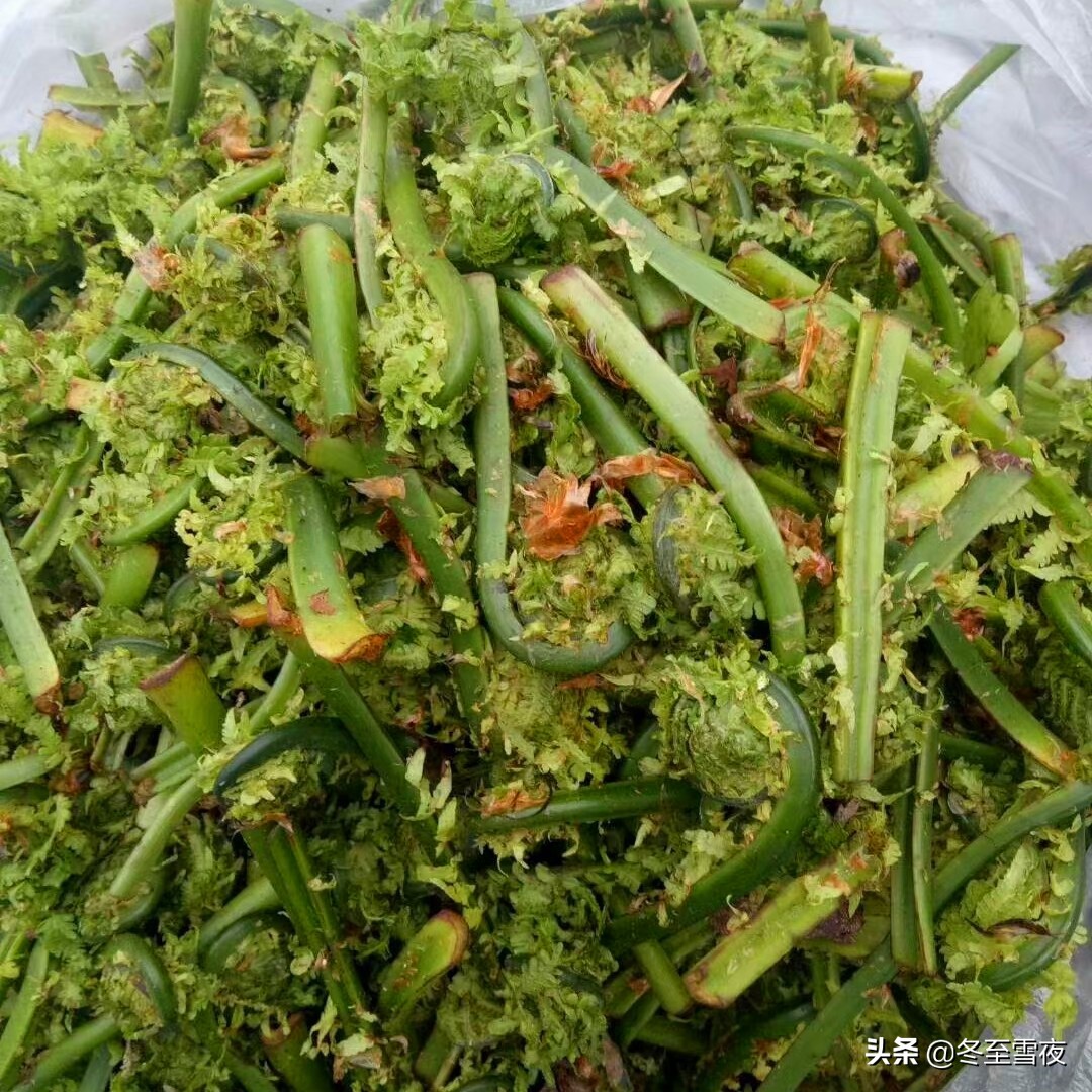 北方野菜图片名称大全(常吃的16种山野菜大图鉴)-思维风暴网