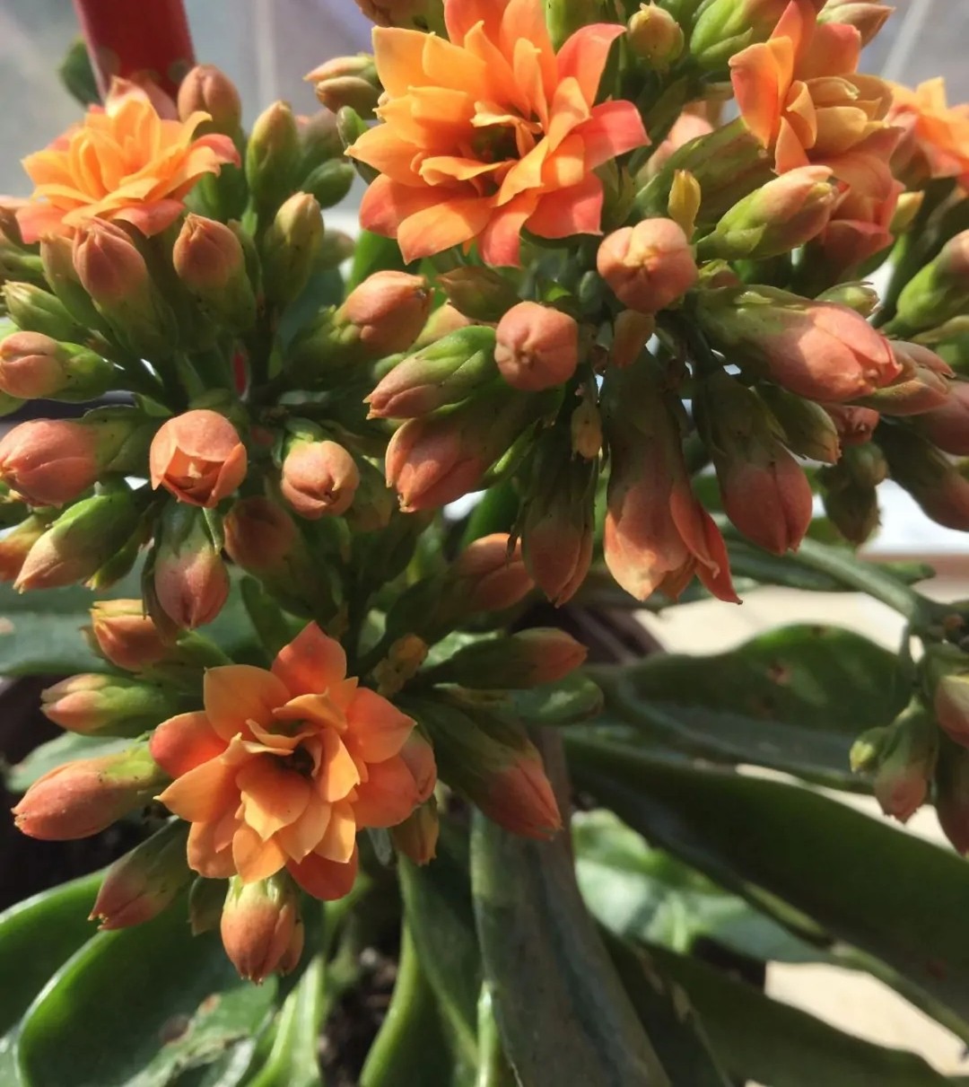 100个长寿花品种,40种单瓣60个重瓣,图名并茂,值得收藏