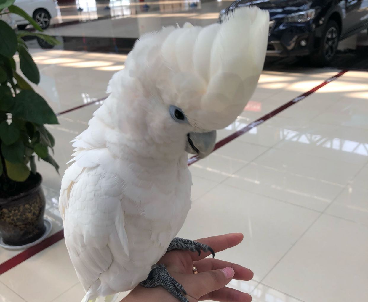 作为中大型鹦鹉里面的"二哈",没有一个惹人醒目的发型怎么行呢.