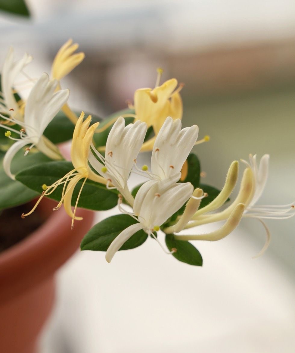 盆栽金银花种植技术（做三步一年长成漂亮的盆景）