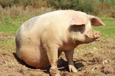 下步的生猪价格走势格如何?