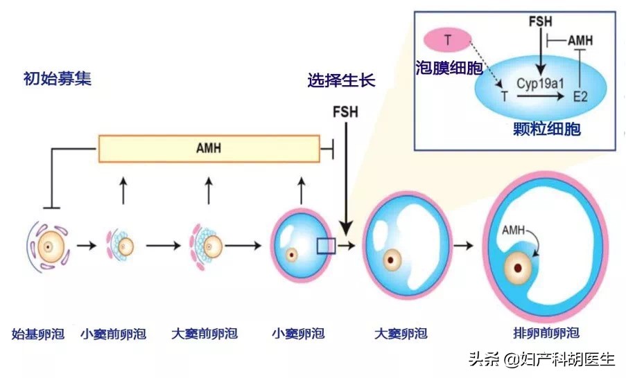 AMH是啥？有什么用？一文教你看明白