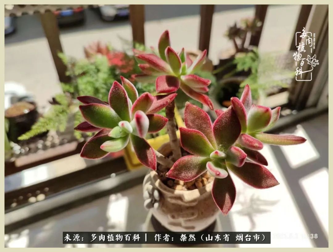 说说我的入坑肉“白牡丹”——让我欢喜让我忧