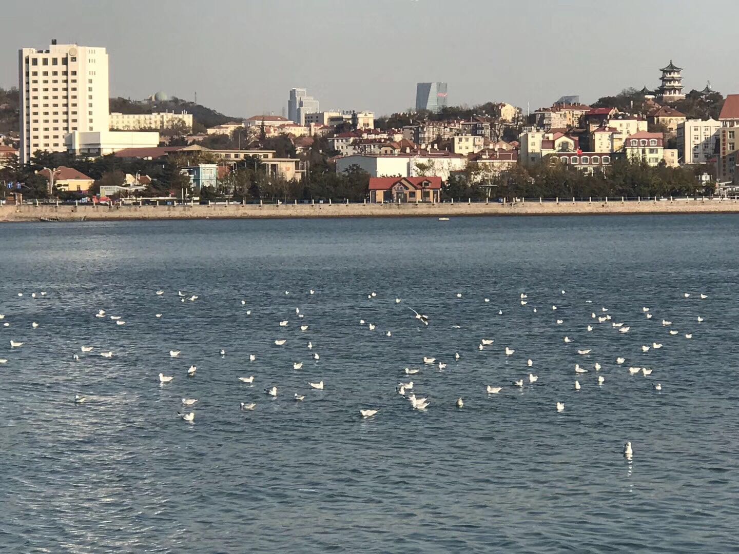 图文原创：观青岛初冬翱翔的海鸥有感