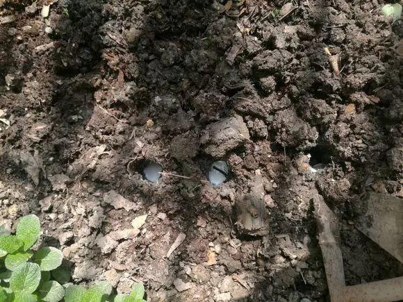 盆里倒一瓶牛奶，虫子全赶跑，叶子油绿发亮还茂盛！