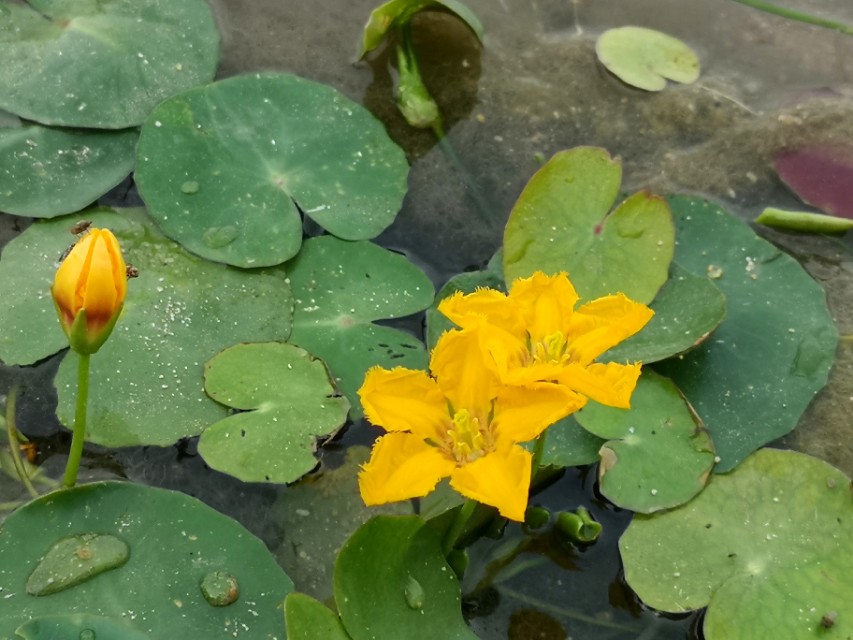 诗经里的"参差荇菜"长啥样?此文带你看荇菜花开全过程