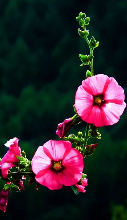 「诗词鉴赏」蜀葵花开 盛艳天地—古诗词里的蜀葵花