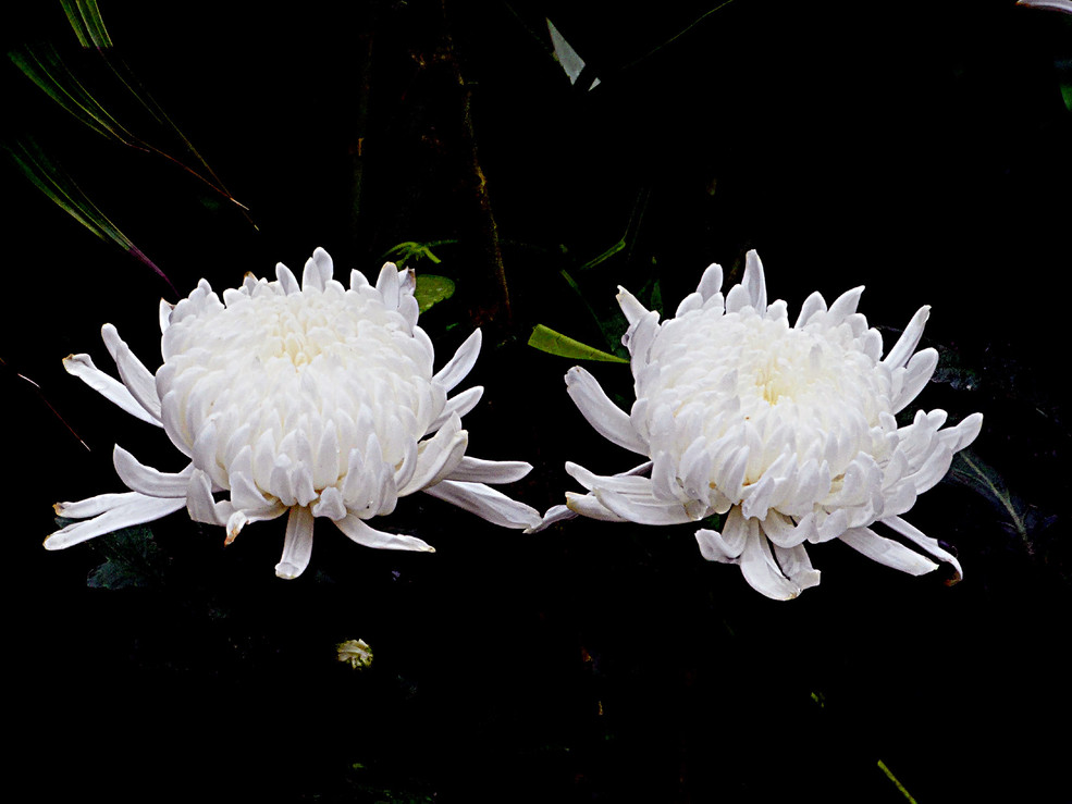 民俗文化:一周年指路辞祭文(张应华每小保姆)-彼岸花圈店