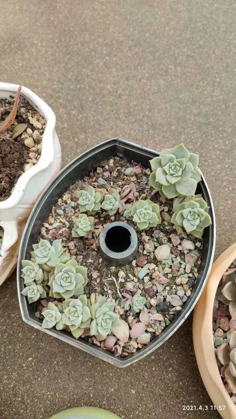 说说我的入坑肉“白牡丹”——让我欢喜让我忧