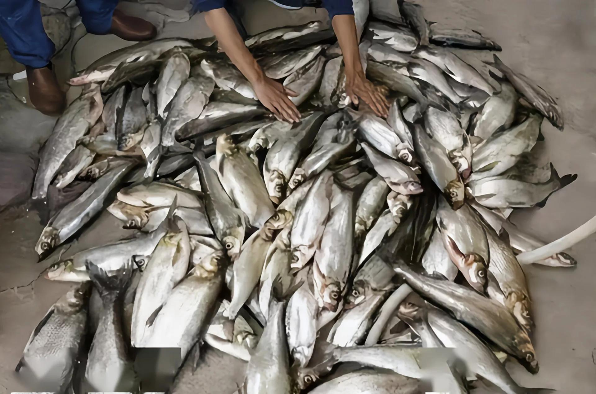 饱受争议的泥鳅钓为何被禁？网友：危害太大，灭绝性钓法