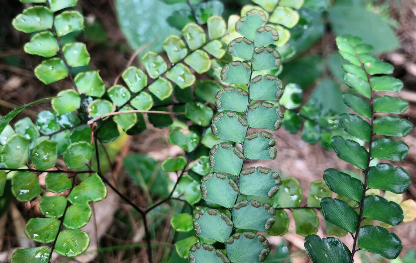 农村山里这种奇特植物,原来就是猪鬃草,都有哪些用途你知道吗?