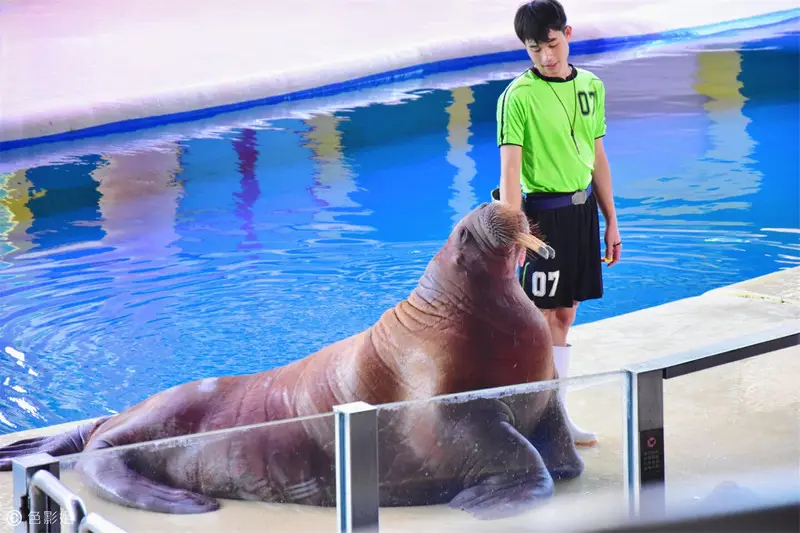 长隆欢乐世界旅游攻略景点必去（三天三夜欢乐长隆之旅）