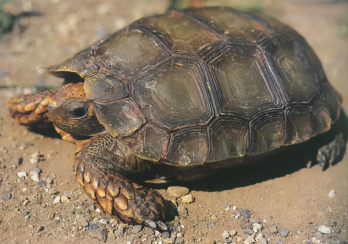 乌龟的种类图片及名称（乌龟的品种图片）