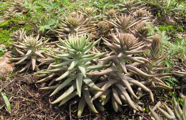 无根的故事图片 _飞翔号