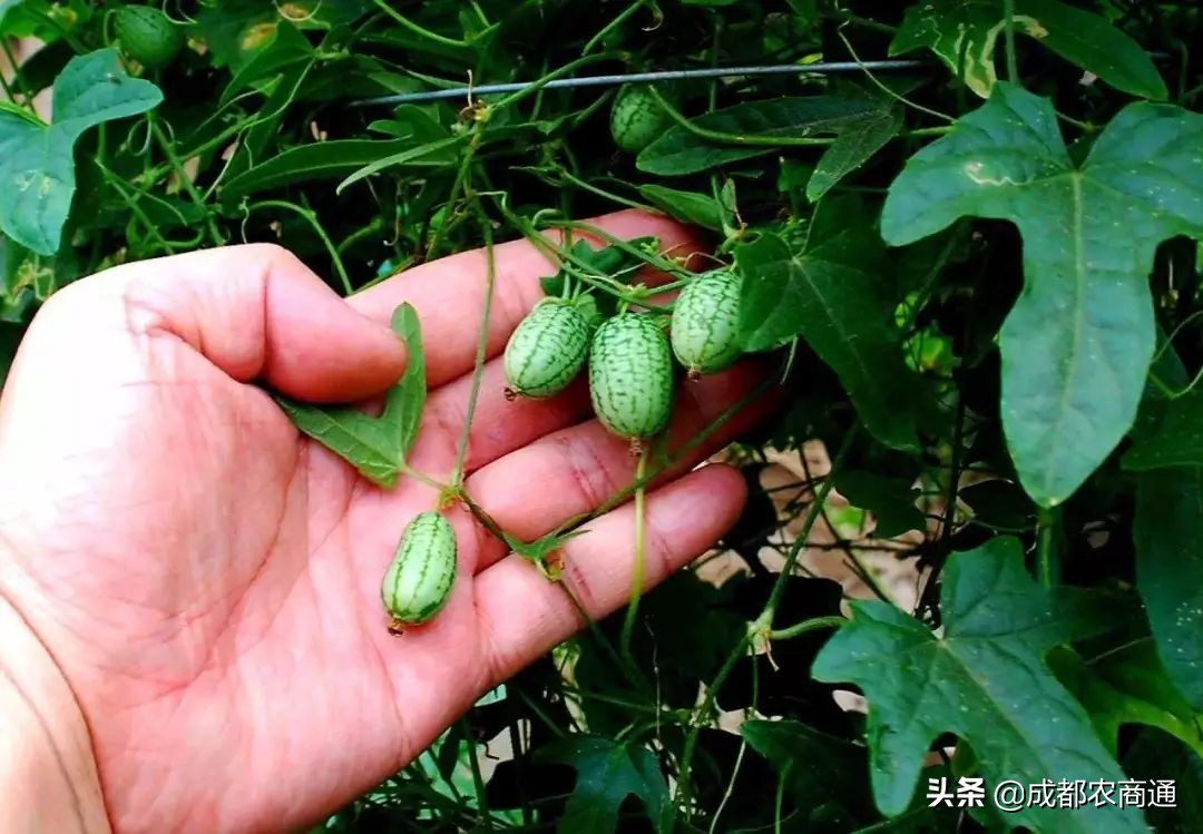 西瓜的种植技术！怎么种出又大又甜的好西瓜？