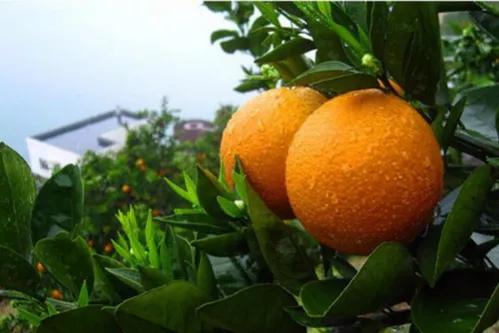 全国哪的橙子最好吃？经过筛选，这11个地方脱颖而出，有你家乡吗