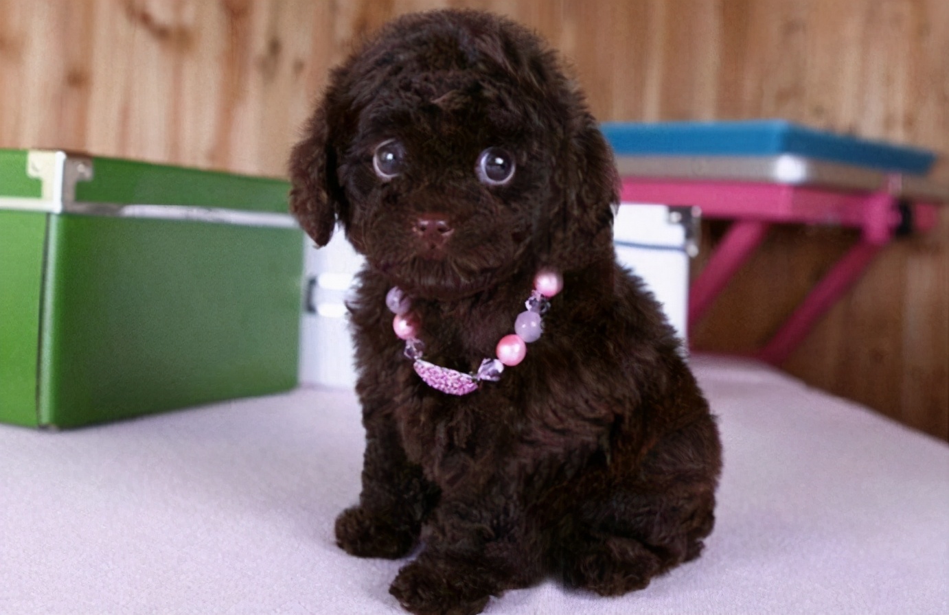 花色决定泰迪的性格!这几种花色准不准?