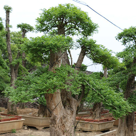 白蜡盆景的养法（3个因素教你养护好白蜡盆景）