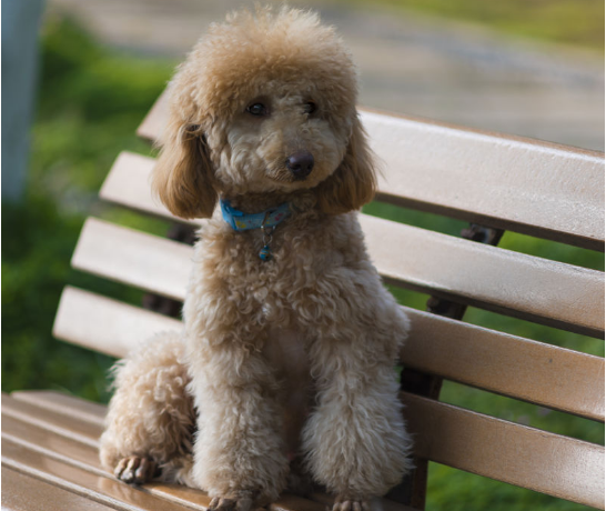 纯种"贵宾犬",具有以下6点特征