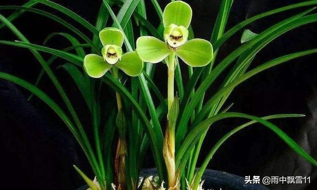 八爪兰花夏天怎么养正确方法干货