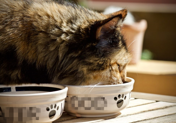 养猫又出幺蛾子，猫咪补锰可别喂动物毛发，注意爱猫肠梗阻