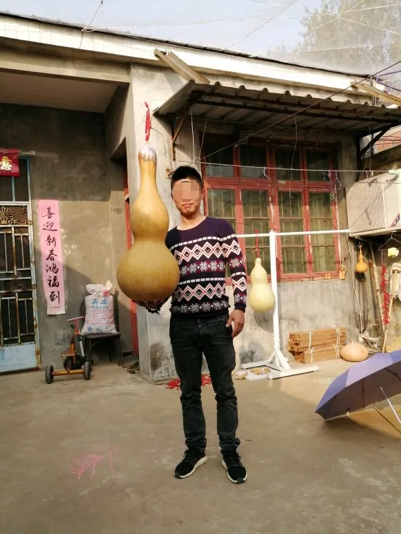 巨型葫芦,巨型葫芦种子是真的吗