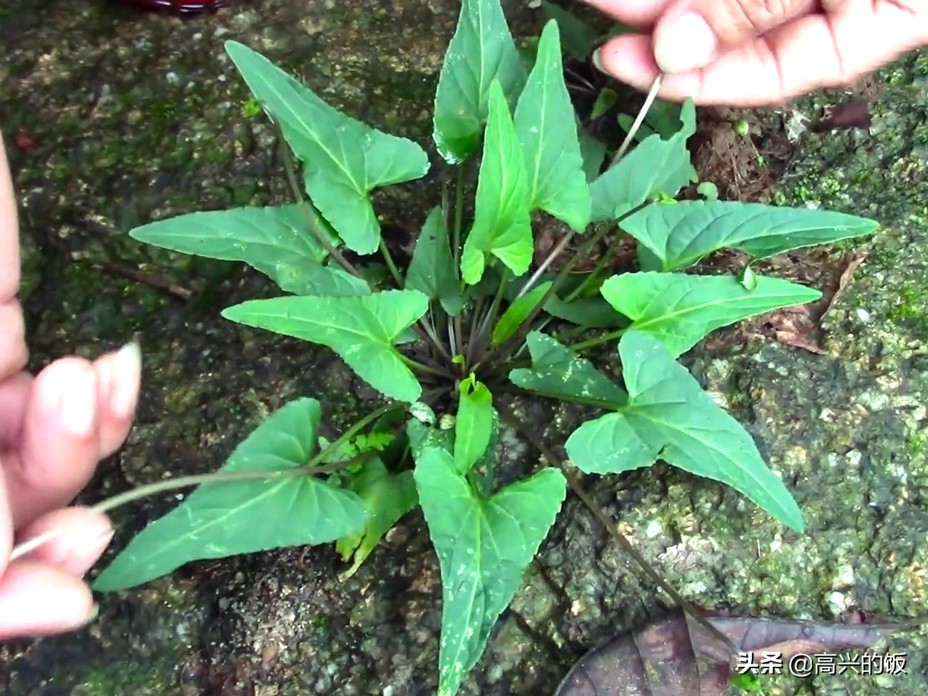 犁头草的功效与作用(春天上山挖野菜) 