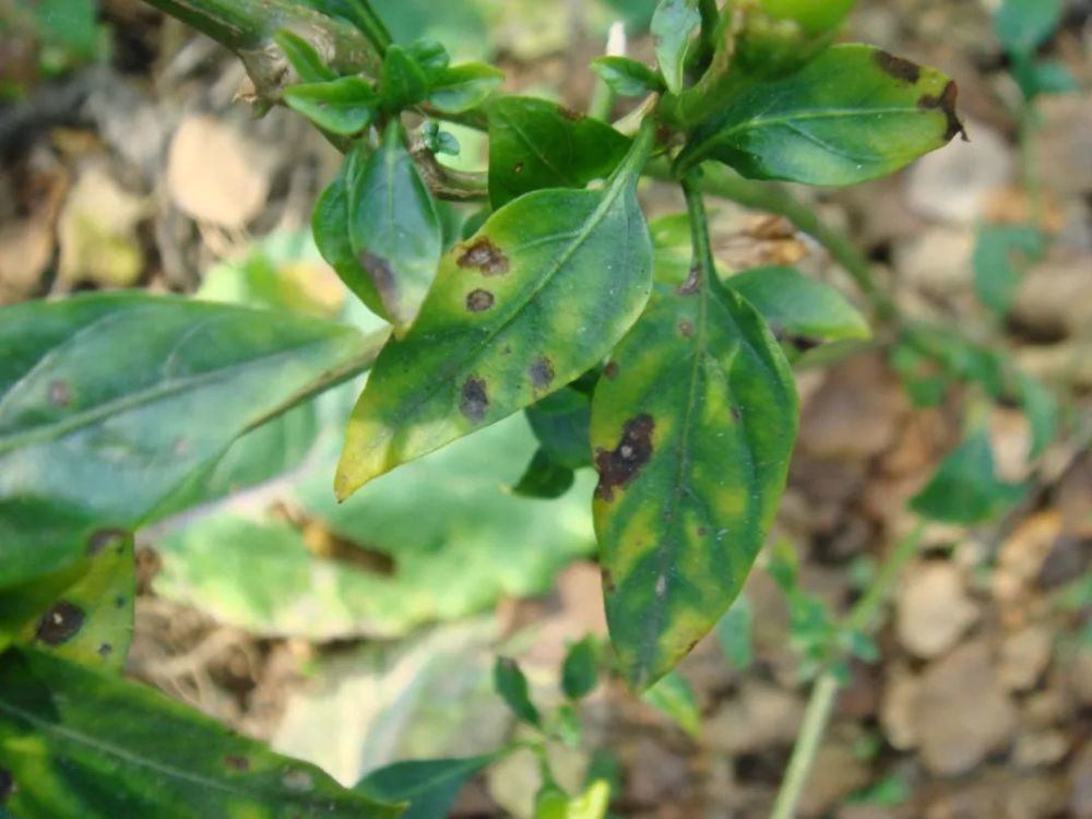 辣椒炭疽病使叶长斑脱落降低品质,田间有效识别,5招防治效果好