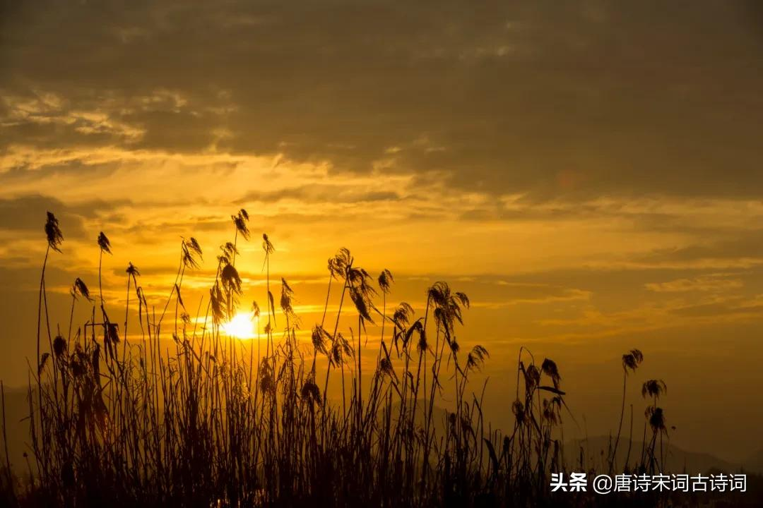 有芦苇的秋天，逍遥出尘