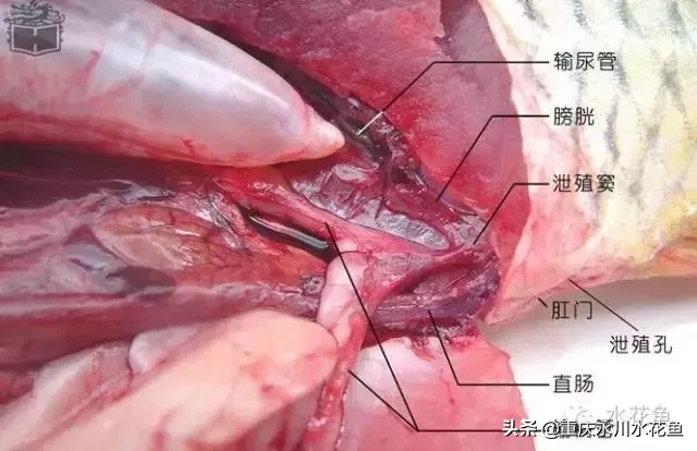 鱼的结构示意图（图文讲解之鱼的形态结构）