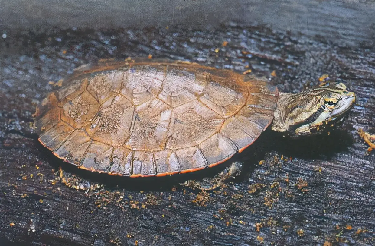 乌龟的种类图片及名称（乌龟的品种图片）