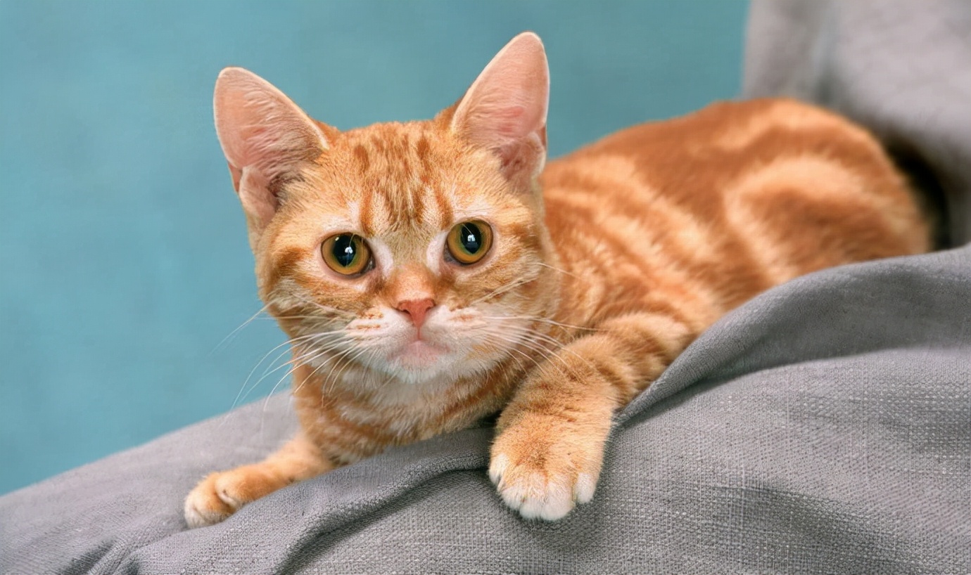 老祖宗说的"金丝虎",其实就是猫咪的毛色为纯黄.