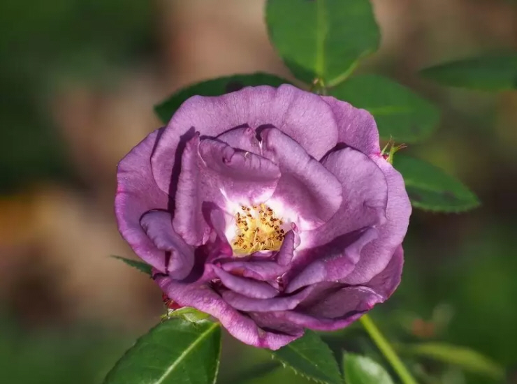 八种著名的玫瑰花，她们的名字，以及颜色包含的寓意