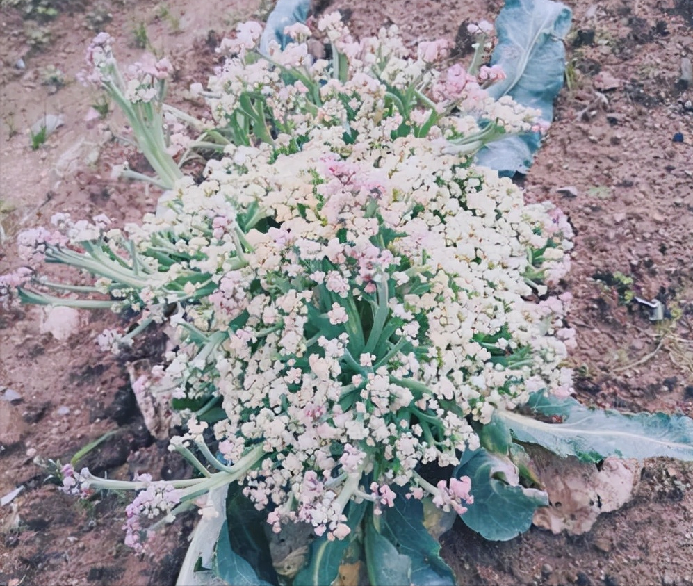 这些蔬菜我们吃的都是它的花